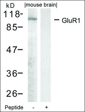 Anti-GRIA1 (Ab-849) antibody produced in