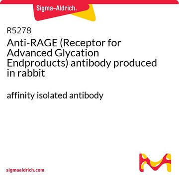 Anti-RAGE (Receptor for Advanced Glycation