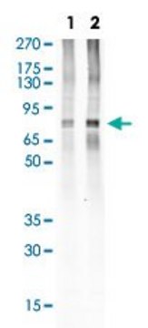 Monoclonal Anti-HCLS1 (phospho Y397) antibody