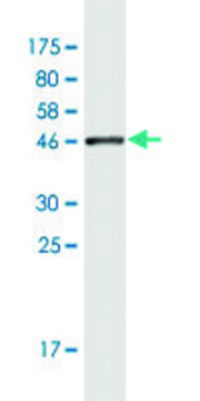 Monoclonal Anti-MARCH2 antibody produced in