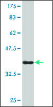 Monoclonal Anti-CD164 antibody produced in