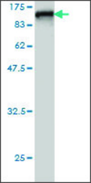ANTI-RDX antibody produced in mouse