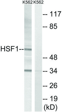 Anti-HSF1 antibody produced in rabbit