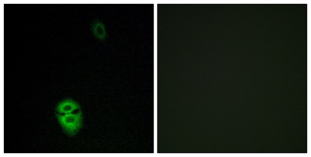 Anti-OR4K17 antibody produced in rabbit