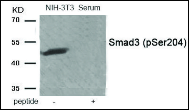Anti-phospho-Smad3 (pSer²??) antibody produced in
