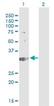 Monoclonal Anti-TREX1 antibody produced in