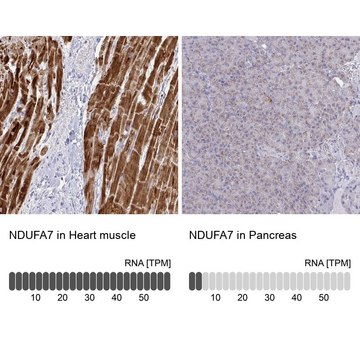 Anti-NDUFA7 antibody produced in rabbit