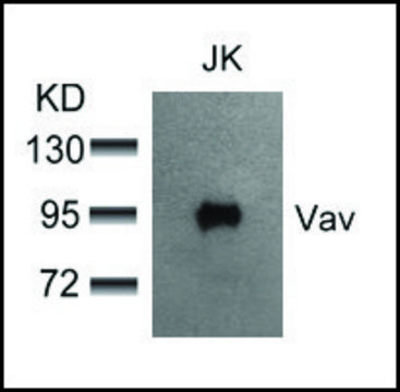 Anti-VAV1 (Ab-174) antibody produced in