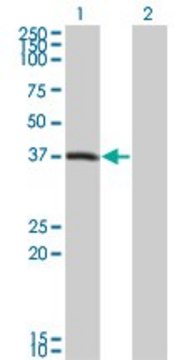 Monoclonal Anti-PEX10 antibody produced in