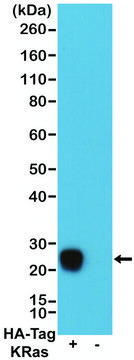 Anti-HA-Tag Chimeric antibody, Human Monoclonal
