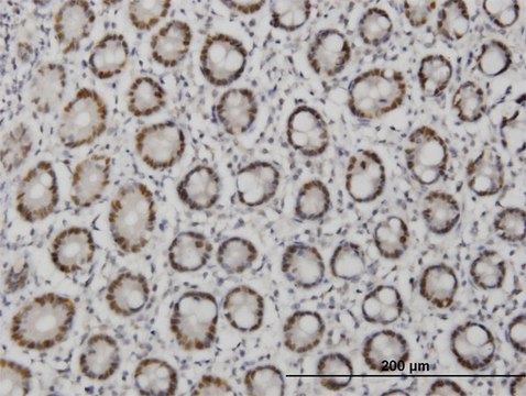 ANTI-TFAP4 antibody produced in mouse