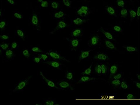 Monoclonal Anti-SMAD5 antibody produced in