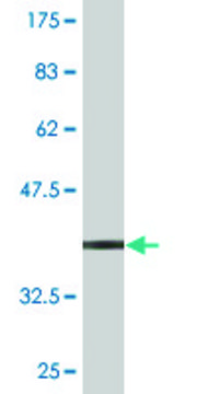 Monoclonal Anti-PPP1R16A, (C-terminal) antibody produced