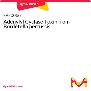 Adenylyl Cyclase Toxin from Bordetella