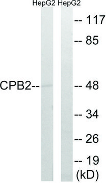 Anti-CPB2 antibody produced in rabbit