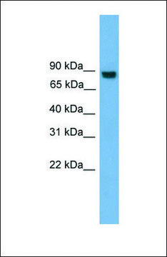 Anti-EXOC8, (N-terminal) antibody produced in