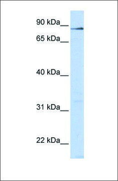 Anti-L3MBTL4 antibody produced in rabbit