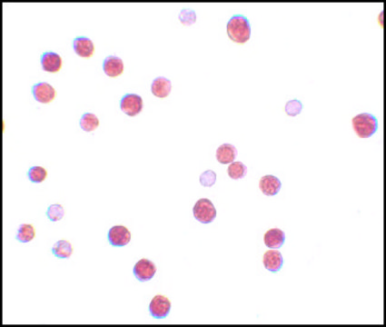 Anti-PLAC4 antibody produced in rabbit