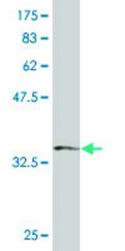 Monoclonal Anti-SH3BP4, (N-terminal) antibody produced