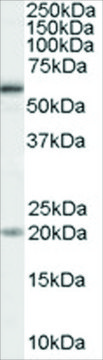 Anti-BMPR1A antibody produced in goat