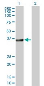 Anti-BCL2L14 antibody produced in rabbit