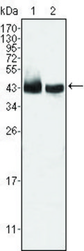 Monoclonal Anti-KLF15 antibody produced in