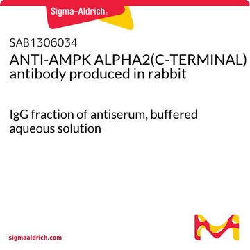 ANTI-AMPK ALPHA2(C-TERMINAL) antibody produced in