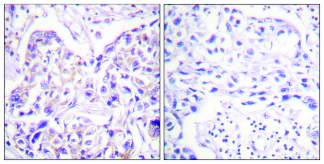 Anti-IRS-1 antibody produced in rabbit