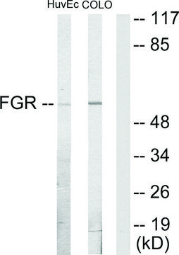 Anti-FGR antibody produced in rabbit