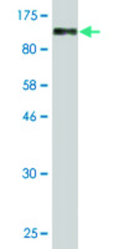 Monoclonal Anti-MAGED1 antibody produced in