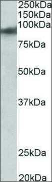 Anti-ZNF652 (C-terminal) antibody produced in