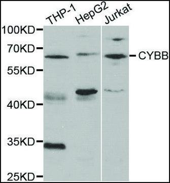 Anti-CYBB antibody produced in rabbit