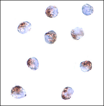 Anti-PDCD5 antibody produced in rabbit