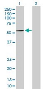 Anti-RBMS2 antibody produced in rabbit