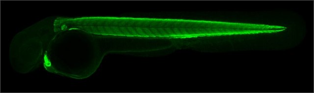 Anti-actc1a antibody produced in rabbit