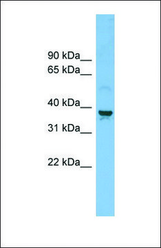 Anti-SLC30A3 antibody produced in rabbit
