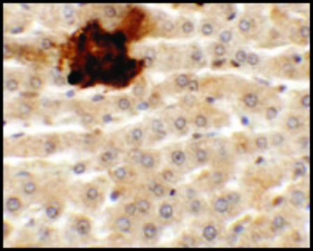 Anti-SYTL5 antibody produced in rabbit