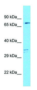 Anti-MAP9 antibody produced in rabbit