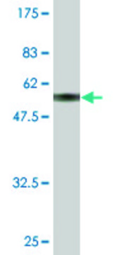 Monoclonal Anti-MAGEH1 antibody produced in