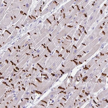 Anti-SLC16A6 antibody produced in rabbit