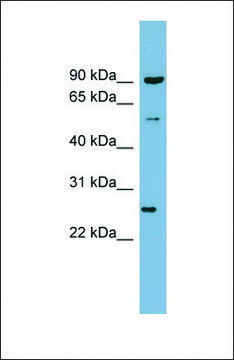 Anti-VAMP7, (N-terminal) antibody produced in