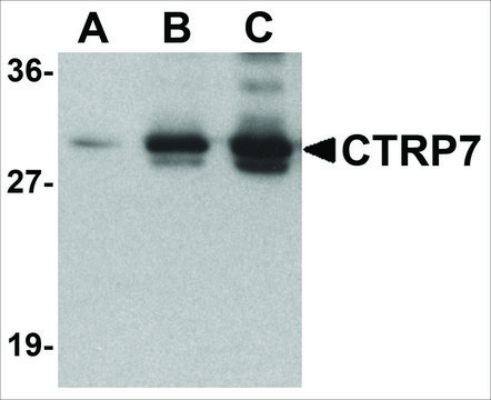 Anti-CTRP5 (ab2) antibody produced in