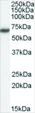 Anti-FANCG/XRCC9 antibody produced in goat