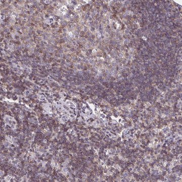 Anti-AP5M1 antibody produced in rabbit