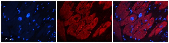 Anti-G3BP1, (N-terminal) antibody produced in