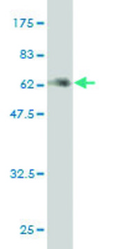 ANTI-MEOX2 antibody produced in mouse