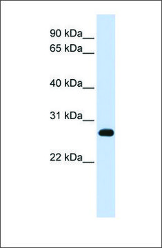 Anti-SNAP23 antibody produced in rabbit