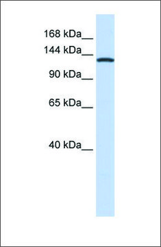 Anti-VARS (ab2) antibody produced in