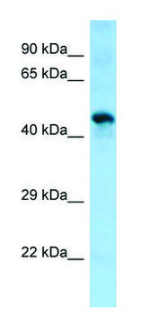 Anti-Sgms1 antibody produced in rabbit