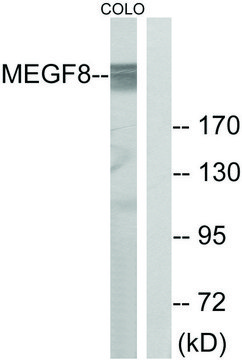 Anti-MEGF8 antibody produced in rabbit
